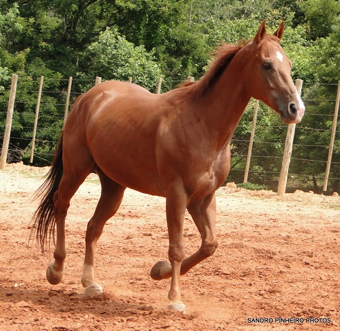 DANADO COLT