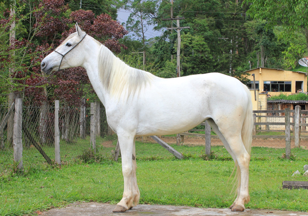 LUA DO RASF