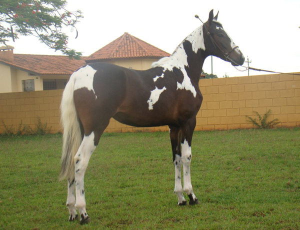 VITORIA DO BUDIPÁ