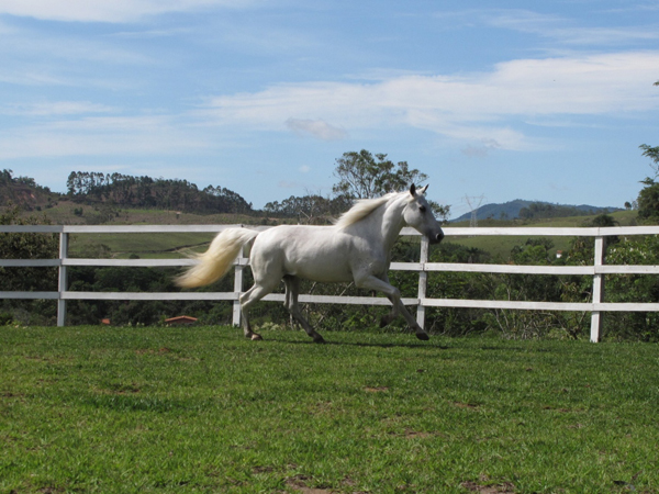RAÍZA DA FAZENDA ALABAMA