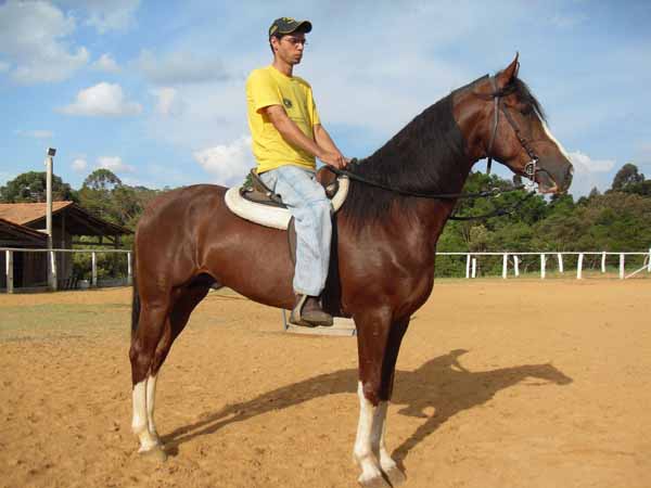 EXECUTIVO DO JAUAPERI (T.E)