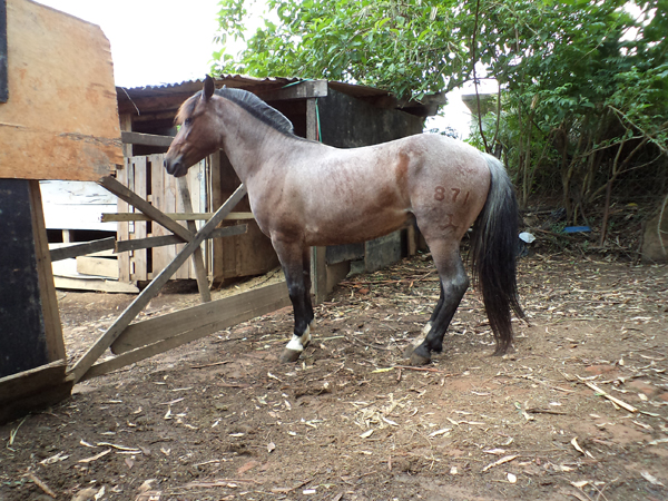AMÉRICO DA QUINTA