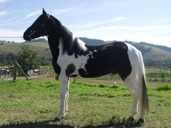 COMANCHEYRO DO HARAS IMPÉRIO
