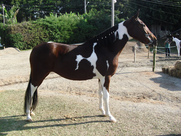 CINDERELA DO HARAS IMPÉRIO