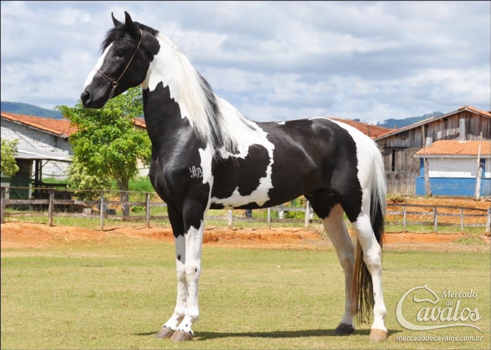 COBIÇADO DO HARAS IMPÉRIO