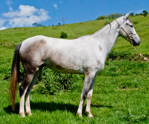 ODALISCA