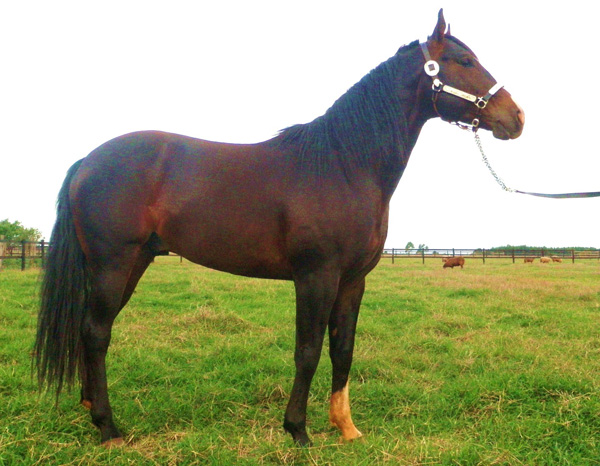 SIDARTA HWS JET