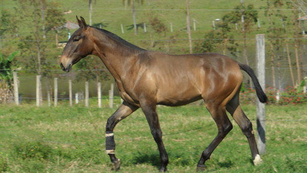 GLADIADOR MC