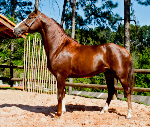 GABARITO G 53