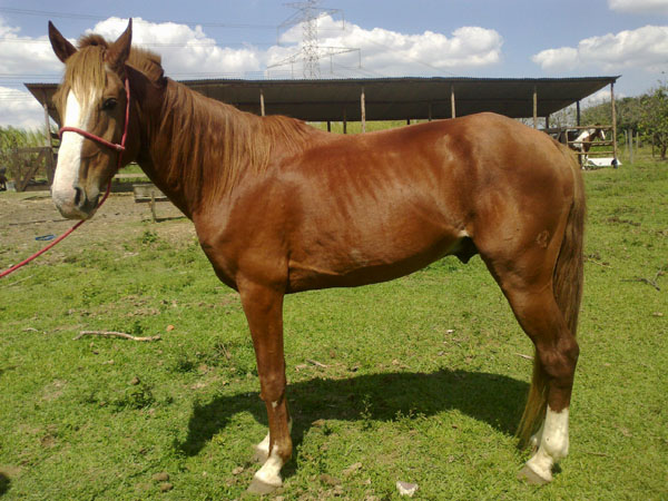 SONHADOR