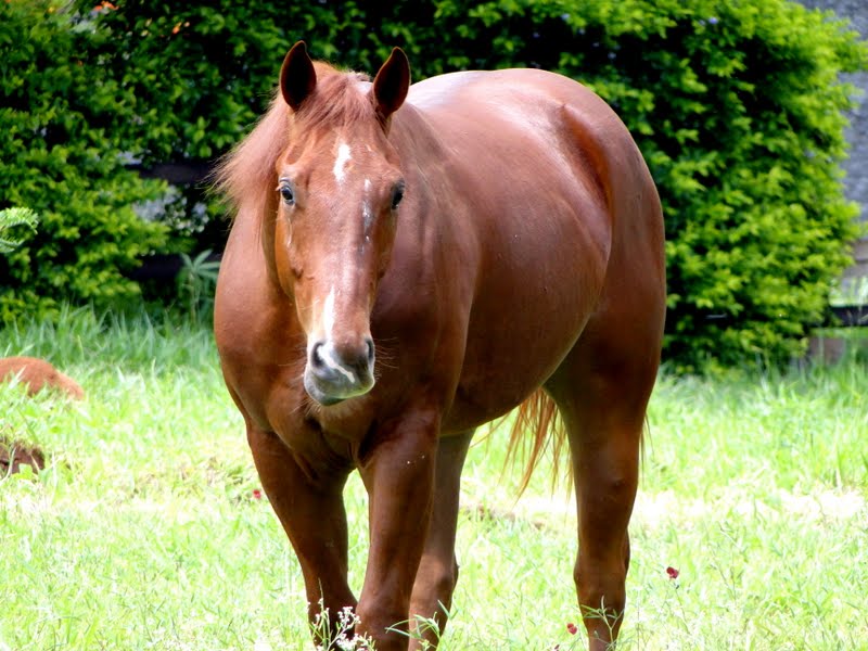 TOPSAIL MELODY