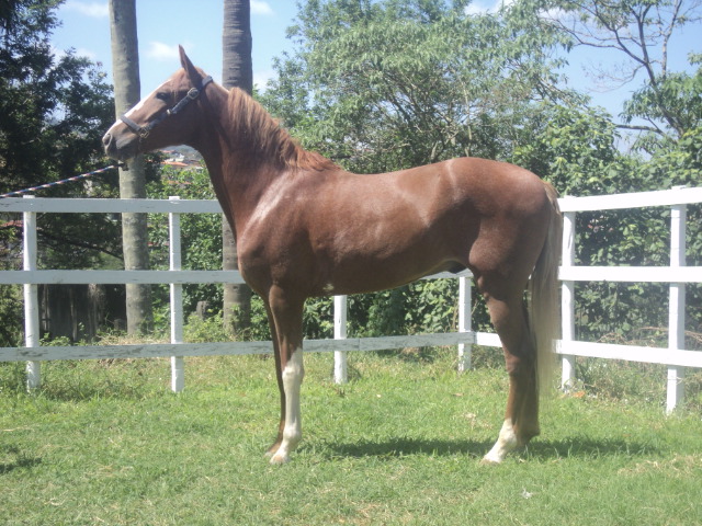 CONHAQUE DA VERJADA