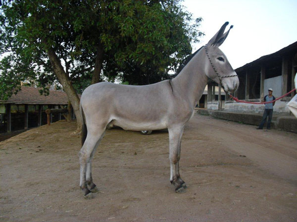 CAPRICHO RF