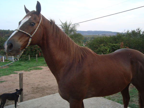 VIDARGO