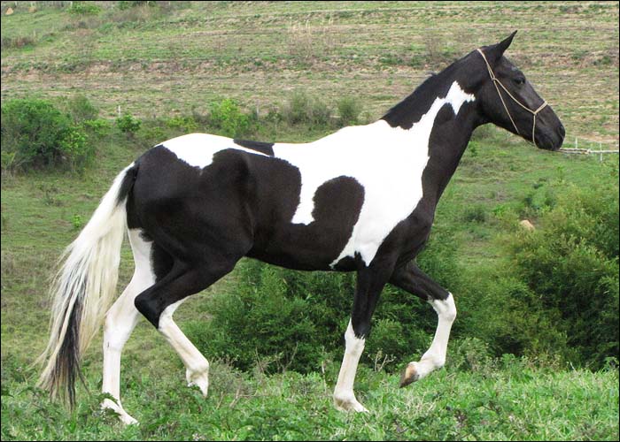 TANGO SCALLET