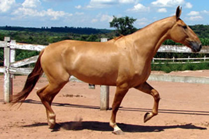 ÉTINA DO HARAS ROSSO