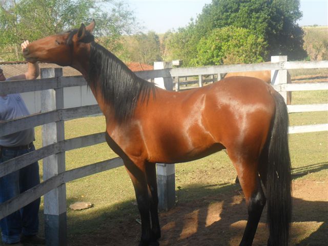 IBERÊ DO CABO VELHO