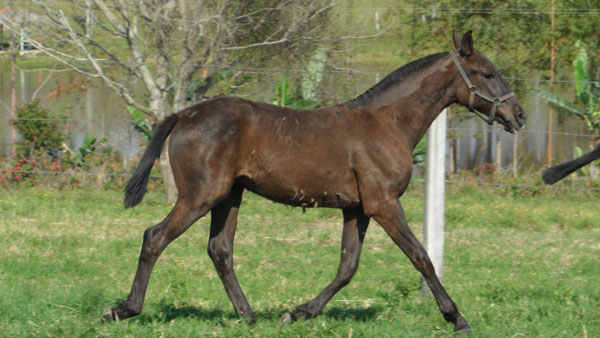 GLADIADOR SALYNAS