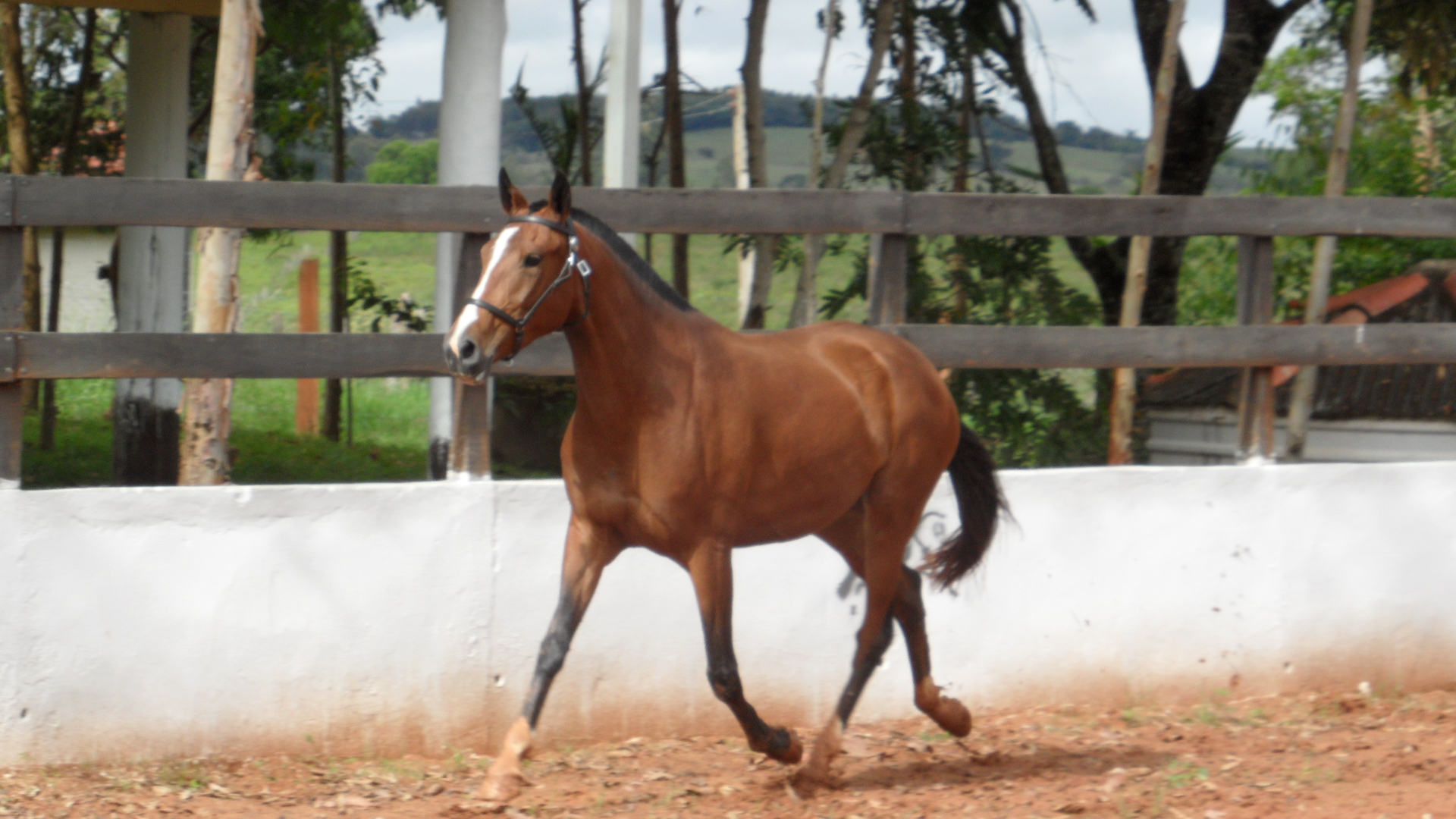 DIETRICH DA PRIMEIRA PÁGINA
