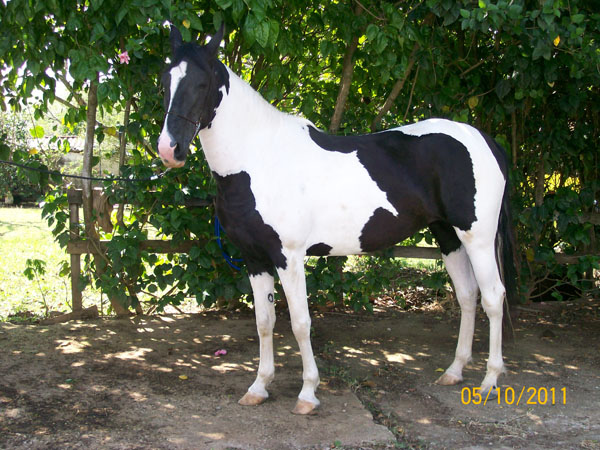 ALEGRIA BICA DE PEDRA