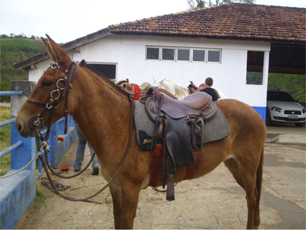 PIRATA