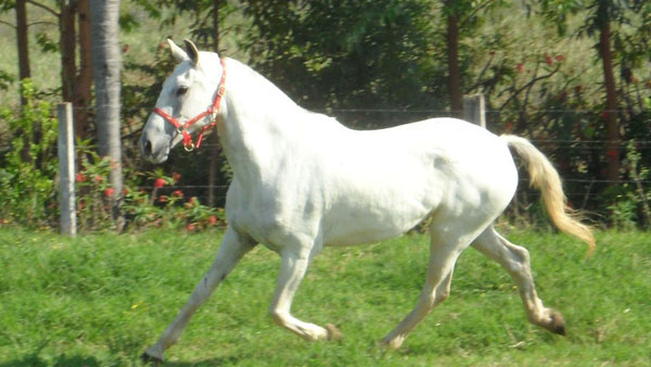 SONHADORA COMANDO SN