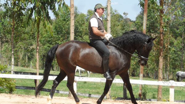 ANDORINHA BRANCA