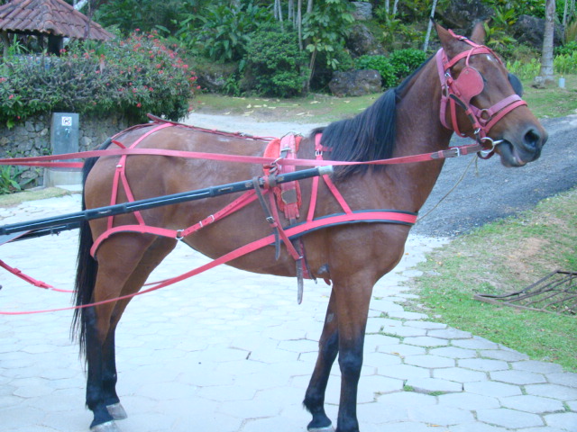 TIAZINHA