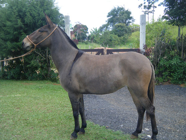 MARQUEZA