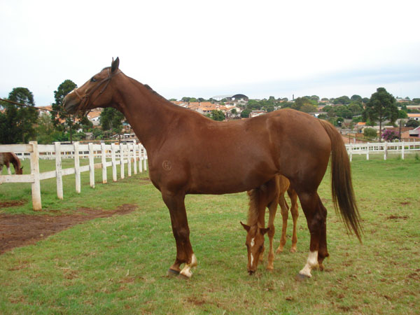 SOMÁLIA DA JANGA (T.E.)