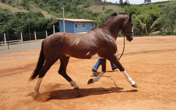 VINHEDO DO PEC