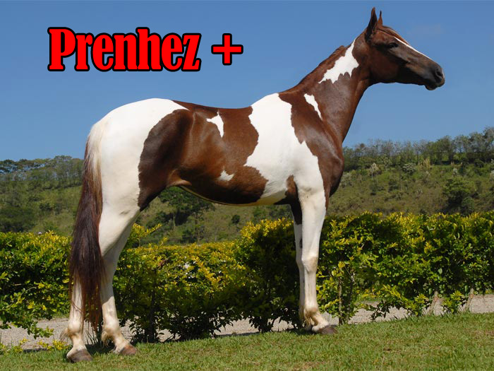 ESPANHOLA DO ZEL (T.E.)