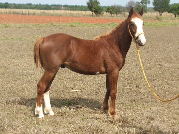 QUILATE DA AGROPEL