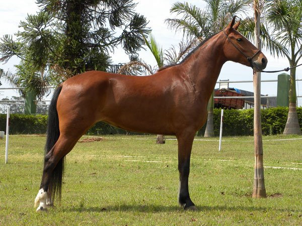 PRIMAVERA RJR