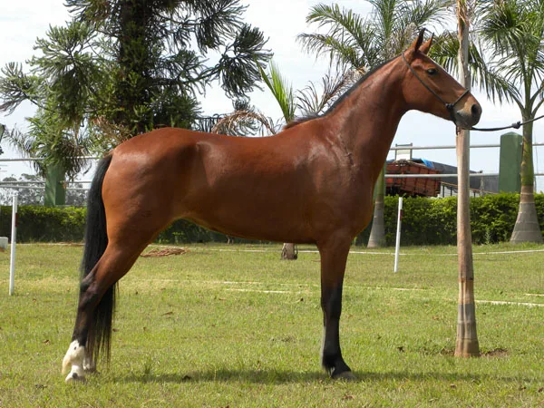PRIMAVERA RJR