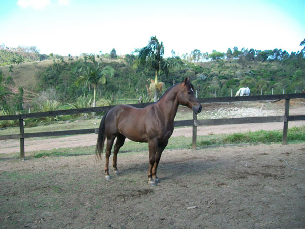 DAMASCO FAILAS VMV