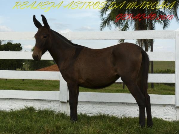 REALEZA ASTROS DA MARCHA