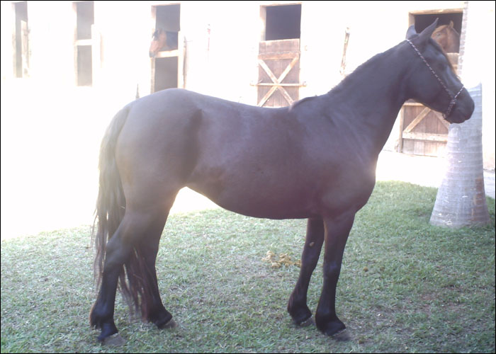 MULATA DO FUAD