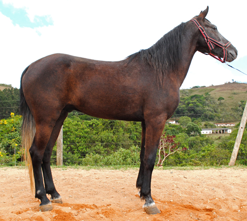 DIAMANTE
