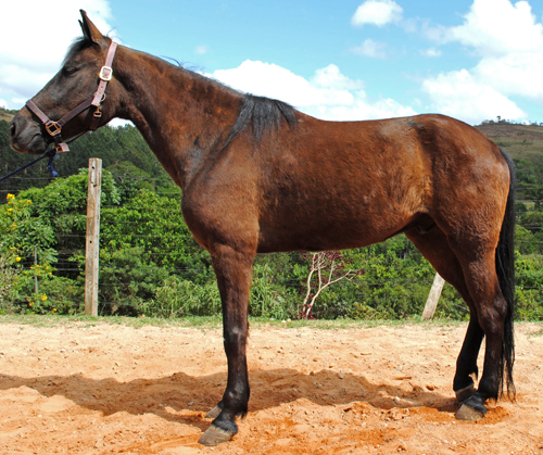 CHAPADÃO