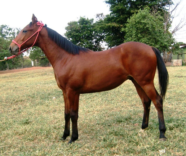 ARANDU OBJETIVO
