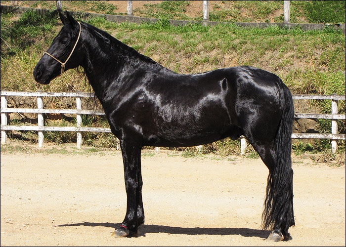 BLACK LABEL DA CONQUISTA