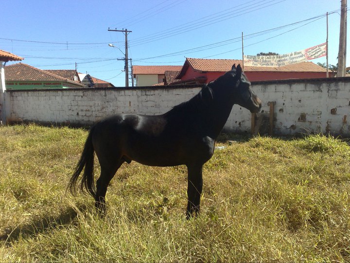 CRIOULO DO BAU