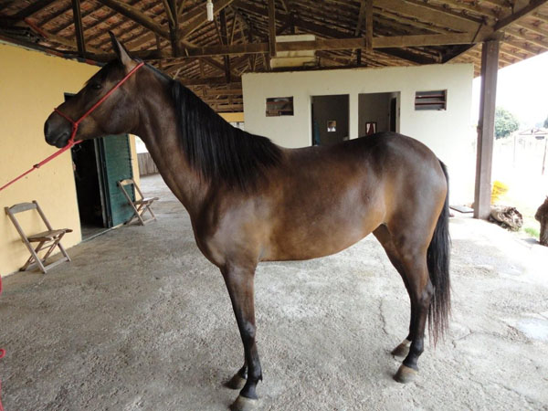 SAFIRA DA CONQUISTA