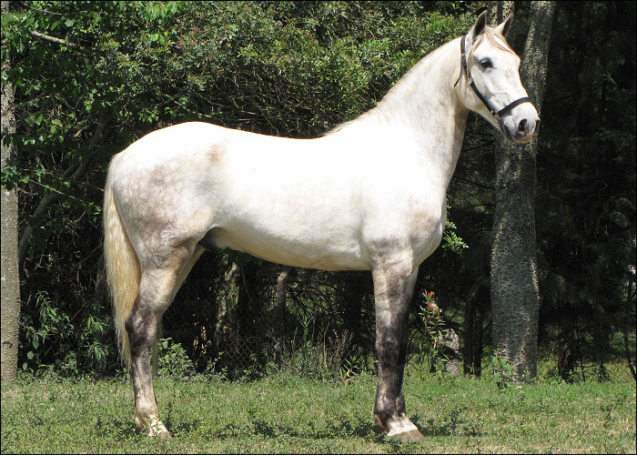 BIDÚ DO CASTANHEIRO