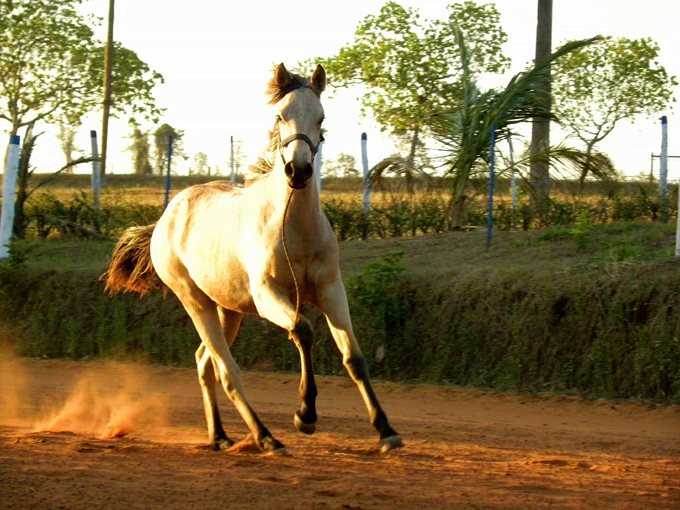 SAVANNAH SUGAR KID