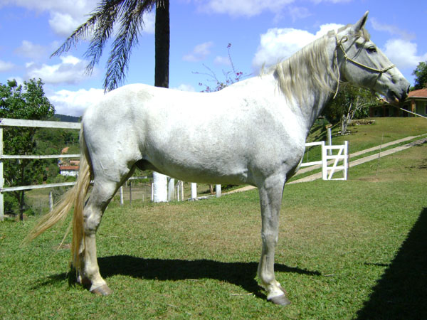 REGRESSO