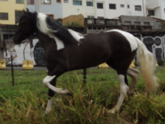TICARO DO MUIRAQUITÃ