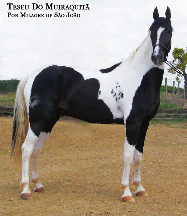 TESEU DO MUIRAQUITÃ