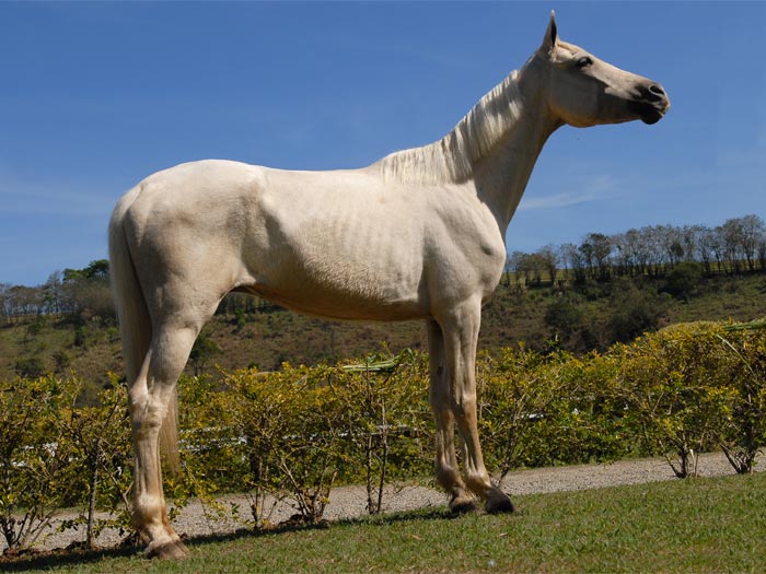 KORINA DO URSO BRANCO